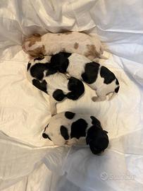 Epagneul breton cuccioli