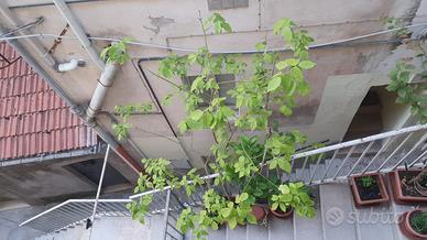 Giardino iNatura Bio  Albero Acero Negundo Vivaio