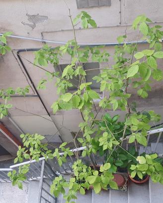 Giardino iNatura Bio  Albero Acero Negundo Vivaio