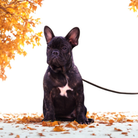 Bouledogue francese