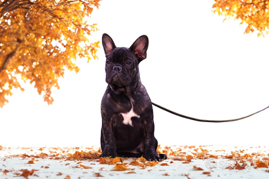 Bouledogue francese