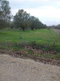 Terreno in vendita strada Spiantacase a Marta (VT)