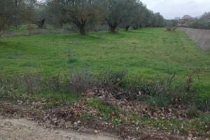 Terreno in vendita strada Spiantacase a Marta (VT)