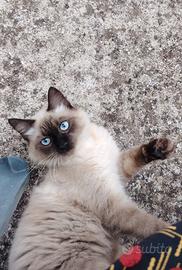 Balinese (siamese )