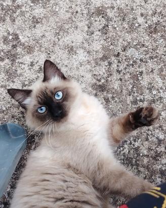 Balinese (siamese )