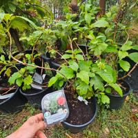 ortensie grandi quercifolia
