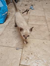 Gattini