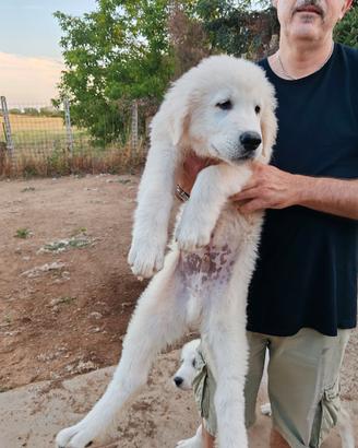 Pastore Abruzzese Maremmano
