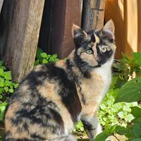 Zona frascati gattina pezzata