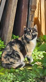 Zona frascati gattina pezzata