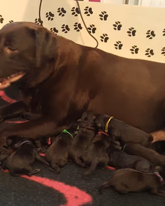Labrador Retriever cioccolato con Pedigree Enci