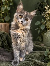Cucciola di razza Maine Coon con pedigree AFeF