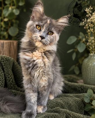Cucciola di razza Maine Coon con pedigree AFeF