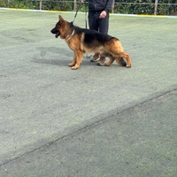 Pastore tedesco pronto per monta