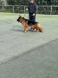 Pastore tedesco pronto per monta