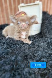 Chihuahua maschio pelo lungo lilac piccolo