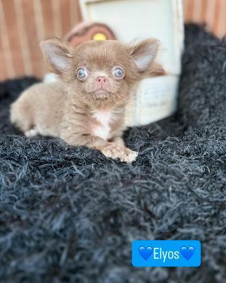 Chihuahua maschio pelo lungo lilac piccolo