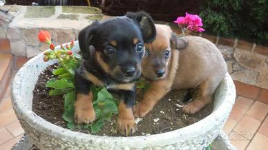 cuccioli di maltese mix pinscher 