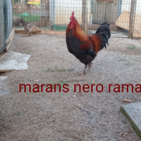 Marans , Plymouth rock olive Egger collonudo