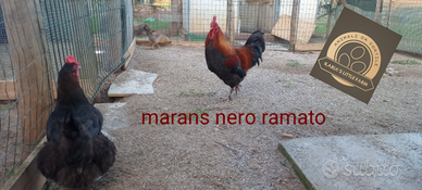 Marans , Plymouth rock olive Egger collonudo