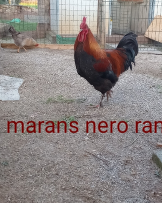 Marans , Plymouth rock olive Egger collonudo