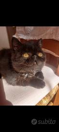 Gattino Persiano Esotico