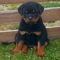 Rottweiler cucciolo