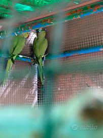 Parrocchetto dal collare