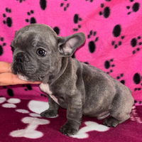Cuccioli di bulldog francese disponibile