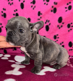 Cuccioli di bulldog francese disponibile