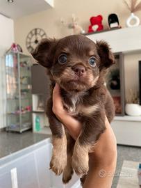 Chihuahua toy maschio cioccolato tan pelo lungo