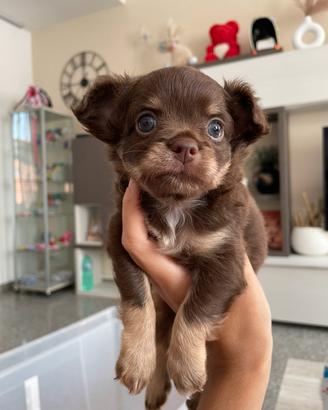 Chihuahua toy maschio cioccolato tan pelo lungo