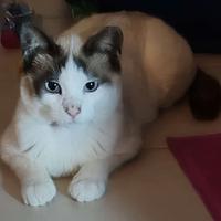 Diesel gatto affettuoso e coccolone