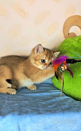 Scottish british shorthair maschi