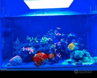 Acquario marino Aqpet 90