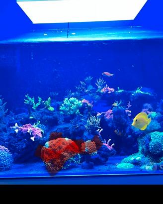 Acquario marino Aqpet 90