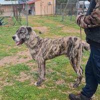 ELVIS taglia XXL in adozione