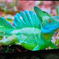 Hisense 75 pollici QLED 4k