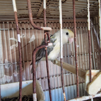 Inseparabile maschio