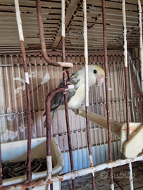 Inseparabile maschio