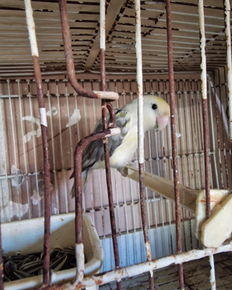 Inseparabile maschio