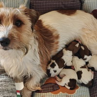 Jack Russell Terrier