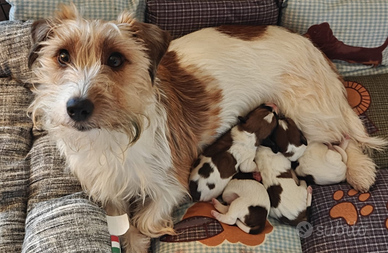 Jack Russell Terrier