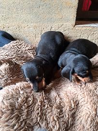 Cuccioli Bassotto nano