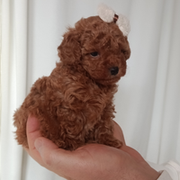 Barboncini toy red con pedigree ENCI