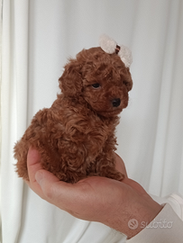 Barboncini toy red con pedigree ENCI