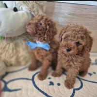 Barboncini red o albicocca