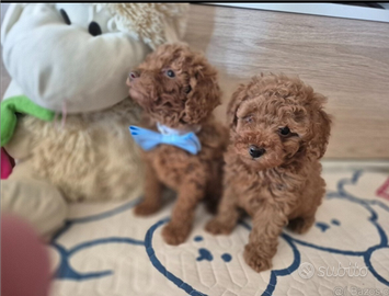 Barboncini red o albicocca