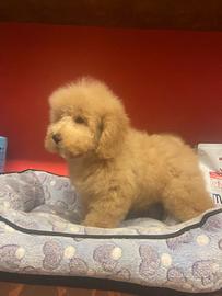 Cuccioli allevati da noi ( barboncini)