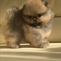 Spitz di pomerania con pedigree ENCI
